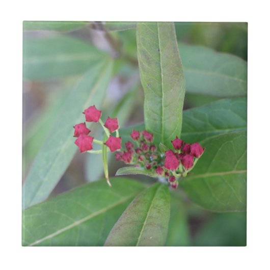 小規模春開花 タイル (正面)