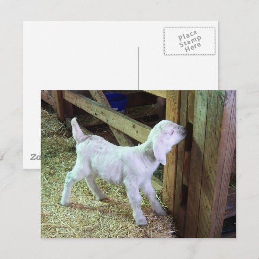 小間抜け子 ポストカード (正面/裏面)