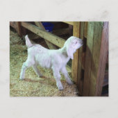 小間抜け子 ポストカード (正面)