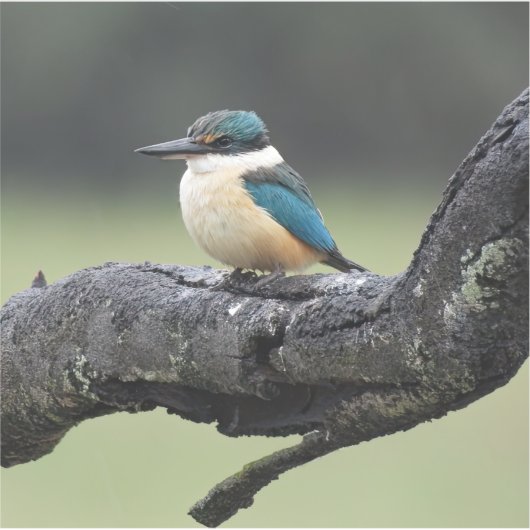 小高原鳥 シール (正面)