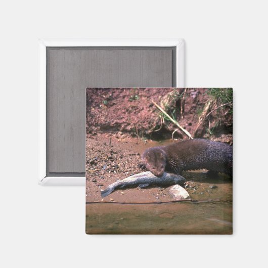 小魚でミンク マグネット (正面/裏面)