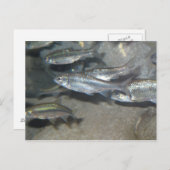 小魚 ポストカード (正面/裏面)