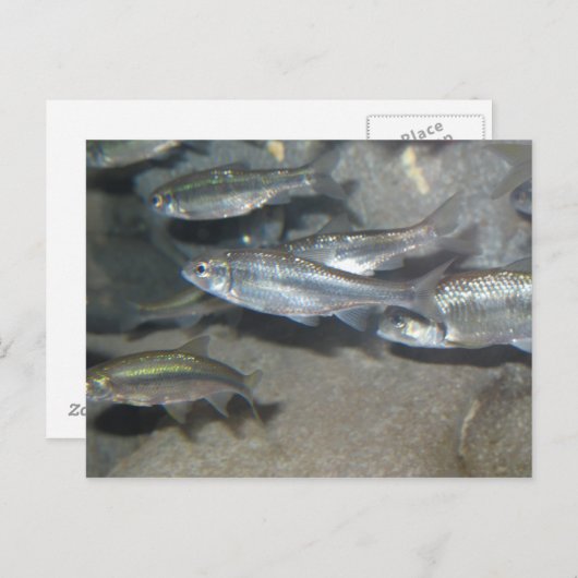 小魚 ポストカード (正面/裏面)