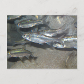 小魚 ポストカード
