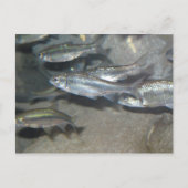 小魚 ポストカード (正面)