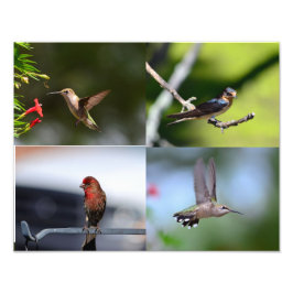 小鳥 フォトプリント           