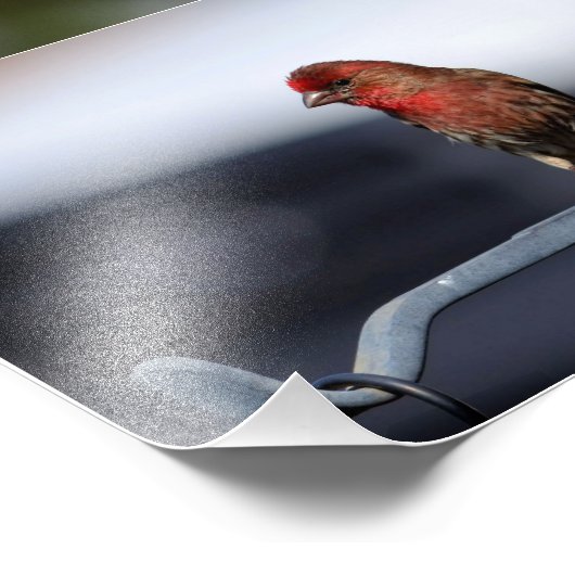 小鳥 フォトプリント            (角)