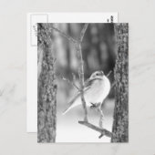 小鳥 ポストカード (正面/裏面)
