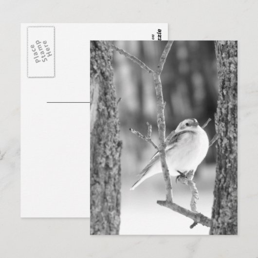 小鳥 ポストカード (正面/裏面)