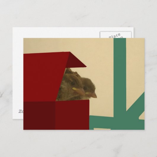 小鳥 ポストカード (正面/裏面)