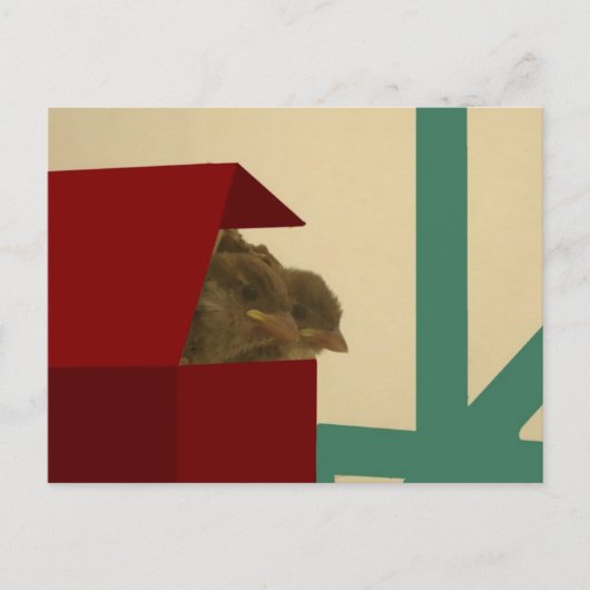 小鳥 ポストカード (正面)