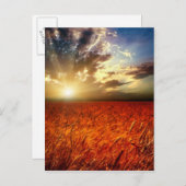 小麦と日没の分野 ポストカード (正面/裏面)