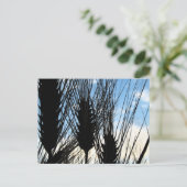 小麦と空2012 ポストカード (スタンド正面)