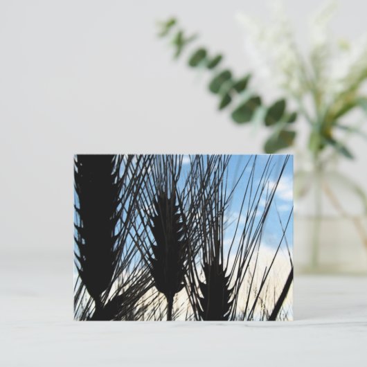 小麦と空2012 ポストカード (スタンド正面)