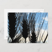 小麦と空2012 ポストカード (正面/裏面)