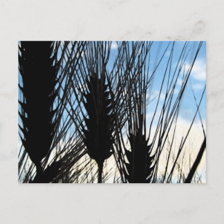 小麦と空2012 ポストカード