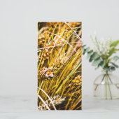 小麦のシーフ – ありがとう サンキューカード (スタンド正面)