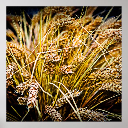 小麦のシーフ – ありがとう ポスター (正面)