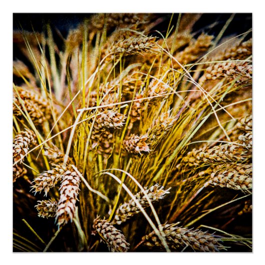 小麦のシーフ – ありがとう ポスター (正面)