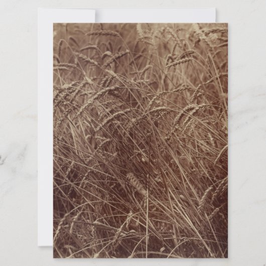 小麦のフィールド(by Eugene Atget) カード (正面)