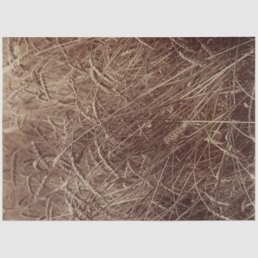 小麦のフィールド(by Eugene Atget) 薄葉紙 (正面)