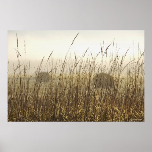 小麦写真のクローズアップ ポスター (正面)