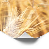 小麦畑に対する黄金小麦の耳 フォトプリント            (角)