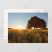 小麦畑の夕焼け ポストカード (正面/裏面)
