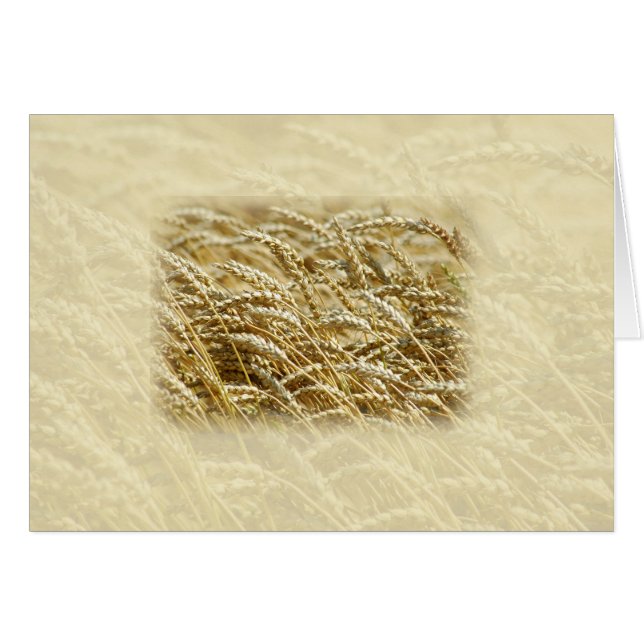 小麦畑 (正面横)