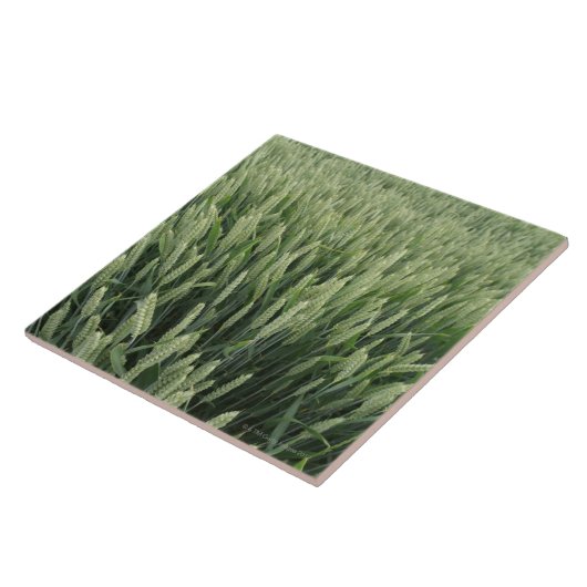 小麦畑 タイル (側面)