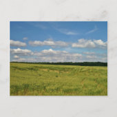 小麦畑 ポストカード (正面)
