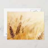 小麦畑 ポストカード (正面/裏面)