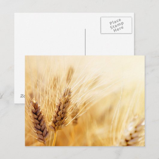 小麦畑 ポストカード (正面/裏面)