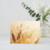 小麦畑 ポストカード (スタンド正面)