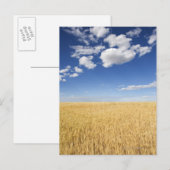 小麦畑 ポストカード (正面/裏面)