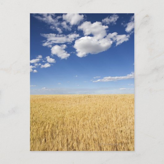 小麦畑 ポストカード (正面)