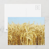 小麦畑 ポストカード (正面/裏面)