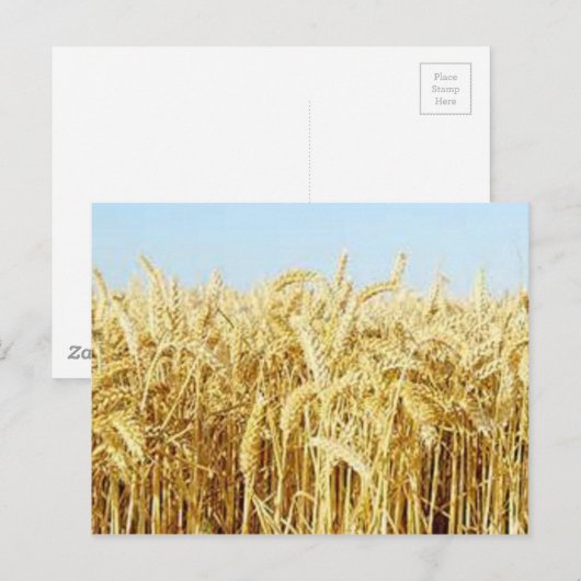 小麦畑 ポストカード (正面/裏面)