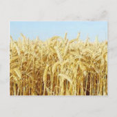 小麦畑 ポストカード (正面)