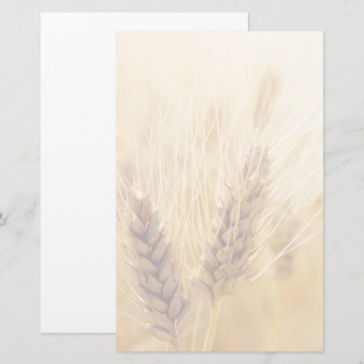 小麦畑 便箋 (正面/裏面)