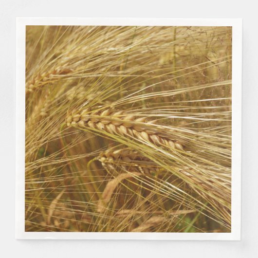 小麦畑。収穫時間だ！ (正面)