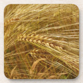 小麦畑。収穫時間だ！ コースター (正面)