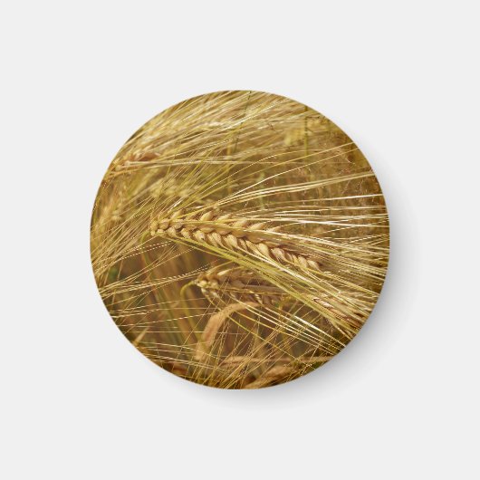 小麦畑。収穫時間だ! マグネット (正面)