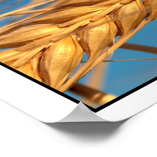 小麦2 ポスター (角)