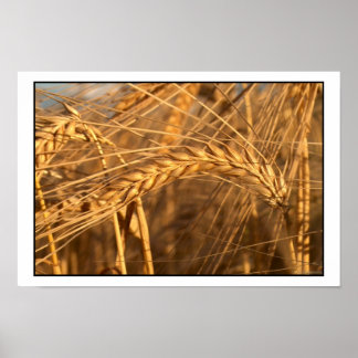 小麦3 ポスター