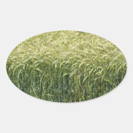 小麦 – おいしい！ 楕円形シール (正面)