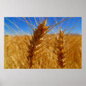 小麦 ポスター (正面)