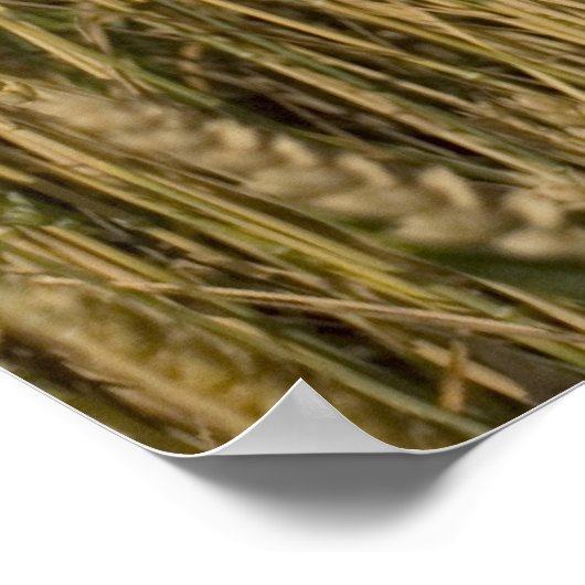 小麦 ポスター (角)