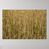 小麦 ポスター (正面)