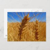 小麦 ポストカード (正面/裏面)